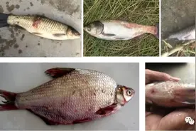 鱼病疑难杂症：暴发性败血症与病毒性出血病和肠炎病的区别与防治图片