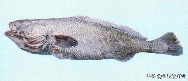 红鸡赤嘴鱼胶怎么辨别 2026年红鸡赤嘴鱼胶怎么辨别好坏