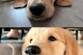 这个方法救了病危的犬瘟狗狗！太有效图片