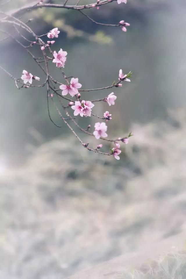佛教的七情都是什么（什么是七情六欲这是最诗意的回答）