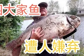钓鱼人公认最好吃的十种淡水鱼，黄河鲤鱼上榜图片