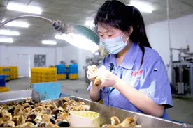 小鸡性别鉴定师：每天看12000只鸡屁股，月入过万图片