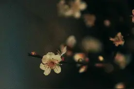 散文：岁月从不败美人图片