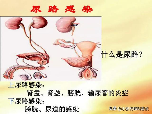 呋喃妥因肠溶片是治什么病的药（治疗尿路感染）