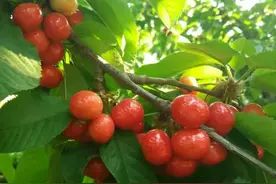 乡野的风（259）：情深意笃的姑侄图片