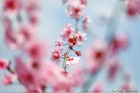 花朝节|梅花开遍梅湖畔，梅园春色关不住图片