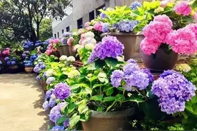 磷酸二氢钾怎么辨别“真假”？5个方法，一测便知图片