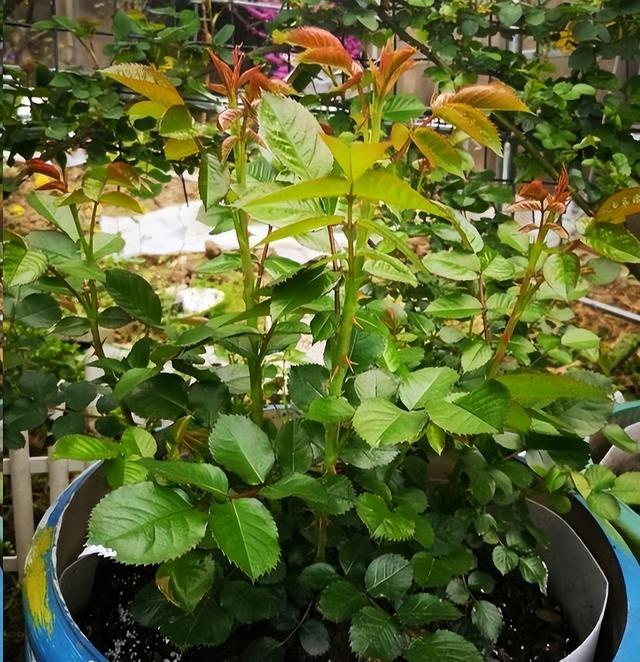 养好月季花,有6个"秘诀",开花旺盛,花大色艳,多季开花