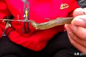 泥鳅钓鱼为什么人人喊打？主要是对鱼伤害大！掠食性鱼类无法抵抗图片