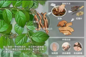 爱恨交加的“雷公藤”图片