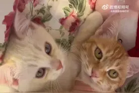 猫妈妈原来真的会教小猫说话啊图片