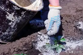 草木灰不要再单用了，两种混用方法，草木灰功效翻倍图片