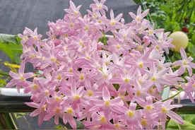 风雨兰漂亮又好养，记住“2点”，开花越来越多，花朵又美又艳图片