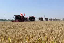 河北小麦开始大规模机收图片
