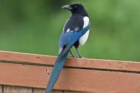 农村俗语“家有四声叫，不是好预兆”，指的是哪四声？看完明白了图片