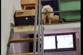 女孩欠房租联系不上，房东开门后被震惊到，狗狗在里面被饿了17天图片