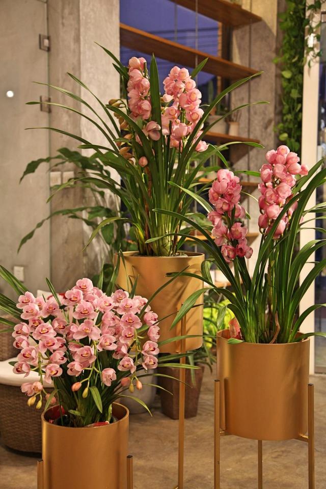 室内养花植物名称大全(室内养花图片及名称)-措必培