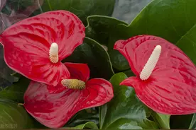 红掌有什么特性？怎样栽培和管理？图片