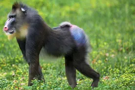 俗话说“宁遇豺狼，不碰山魈”，山魈是什么？为什么让人忌惮？图片