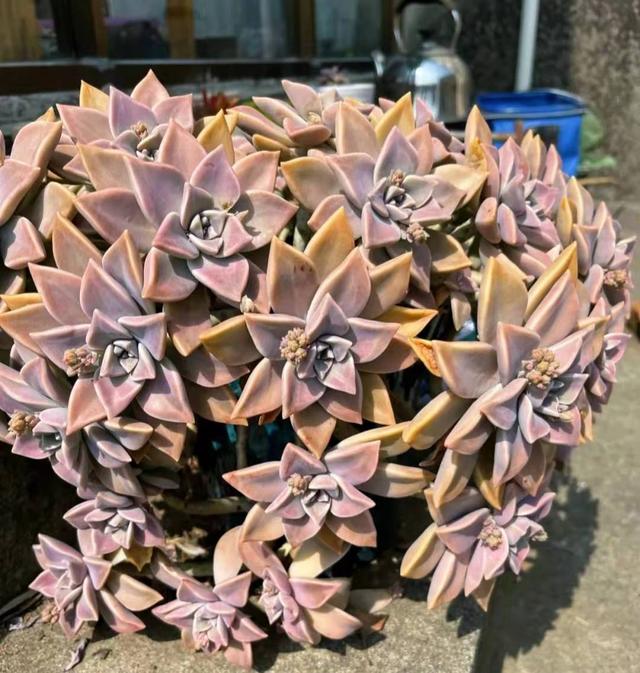 花65元买的"胧月"多肉老桩,不知道算贵还是便宜