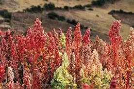 藜麦—全球唯一的全营养食物图片