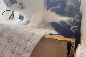 猫有“健忘症”，常常忘掉自己主人，医生：没病，就是脑子不好使图片