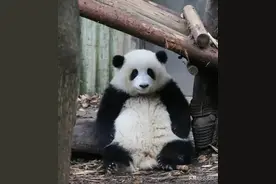 熊猫圈的顶流（花花）其实也是因为近亲繁殖才导致天生缺陷的图片