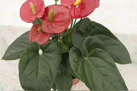 十种“旺事业”植物，办公室养起来图片