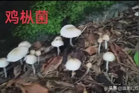 湖南发现了好多鸡枞菌，为什么长在石头山里？图片