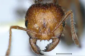 入侵我国12省份！红火蚁有多厉害？号称“地表最强入侵物种”图片