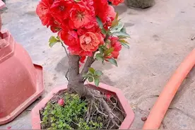 菩利思盆栽长寿冠海棠图片