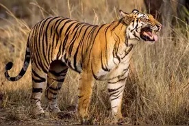 母虎“亲密”时到底有多痛苦？满地打滚、转身攻击公虎图片