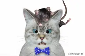 猫咪为啥亲近人类，是因为喜欢我们，还是另有原因？图片