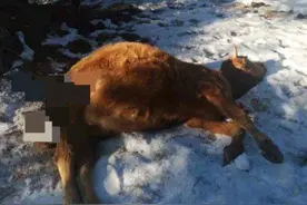 珲春黄牛疑被东北虎咬死！东北虎攻击家畜，是生态变好还是变坏？图片