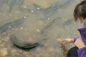 江苏女子不听人劝，放生大量黑鱼到河里，结果都被岸边钓鱼人捞走图片