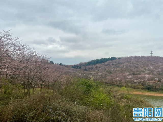 贵安樱花开了吗？花苞：再等几日