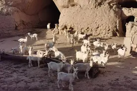 所有人间事，放羊最好图片