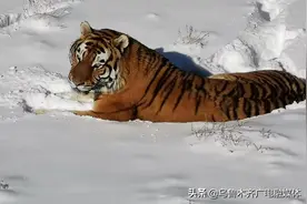 春节期间 新疆天山野生动物园门票10元/张图片