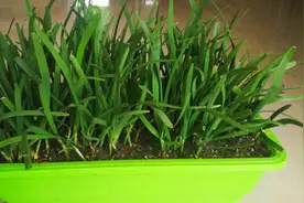 盆栽韭菜越割越细？一个“小方法”，韭菜粗壮无公害，吃起来更香图片