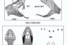毒蛇咬伤的危害图片
