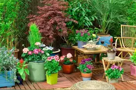 5种漂亮盆栽，花香馥郁，家里养一盆，满园飘香图片