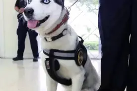 狗狗走丢后赖上交警，一起执勤还处理事故…网友：想考编制的心都写脸上了图片