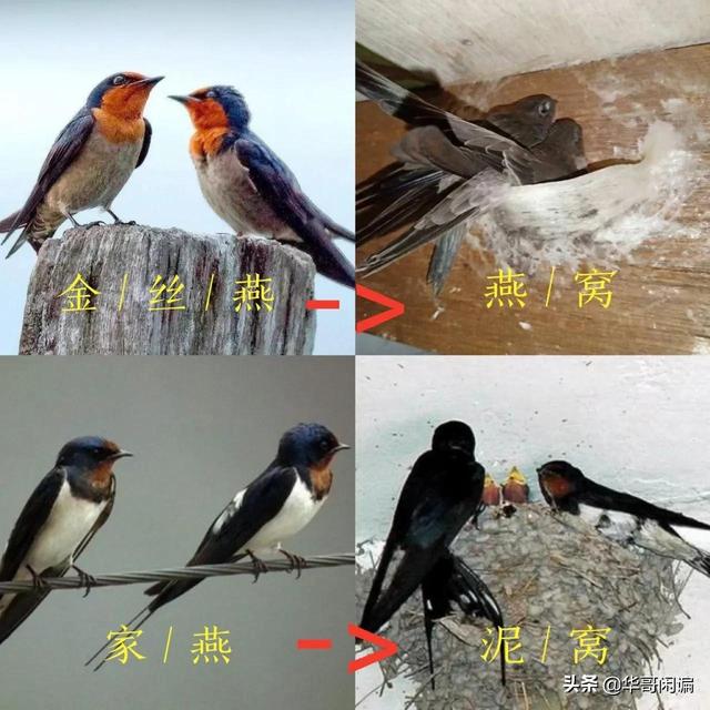 燕窝女人吃有什么好处和坏处 燕窝女人吃的好处