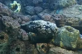 地表八大剧毒生物，残酷程度颠覆想象，谁才是你心中的“毒王”图片