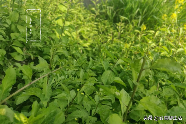 四月，吃荠菜不如吃它，鲜嫩正当季，好吃又防病，不懂吃就可惜了