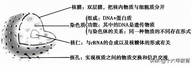 高中生物三年必背知识最全汇总（建议打印）