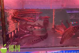 商报走访：凶猛的鳄雀鳝，海口水族馆居然有售？图片