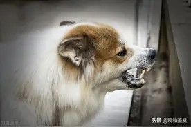 正常狗有狂犬病毒吗，狂犬病毒在狗体内潜伏期长短不一图片