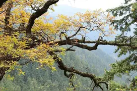 齐物论十：成语“朝三暮四”您肯定知道，可您知道它原本的意思么图片