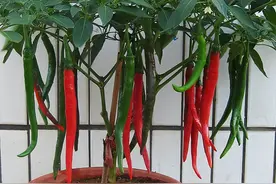 在家种辣椒，3个简单步骤，辣椒挂满枝，连续收获漂亮又美味图片